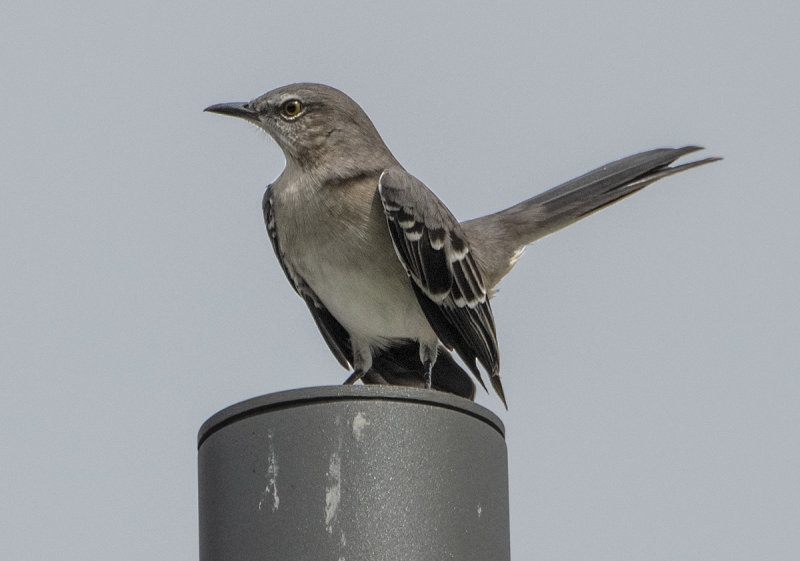 Return of the mockingbird