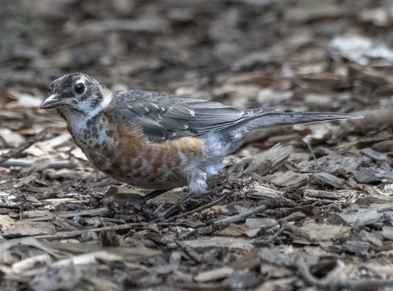The only bird