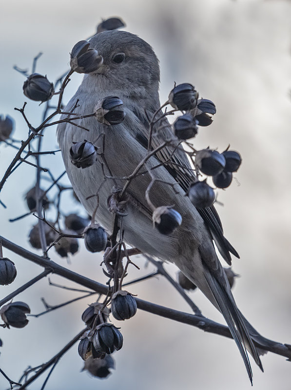 Examining the crape myrtle