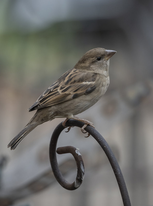 Graceful perch