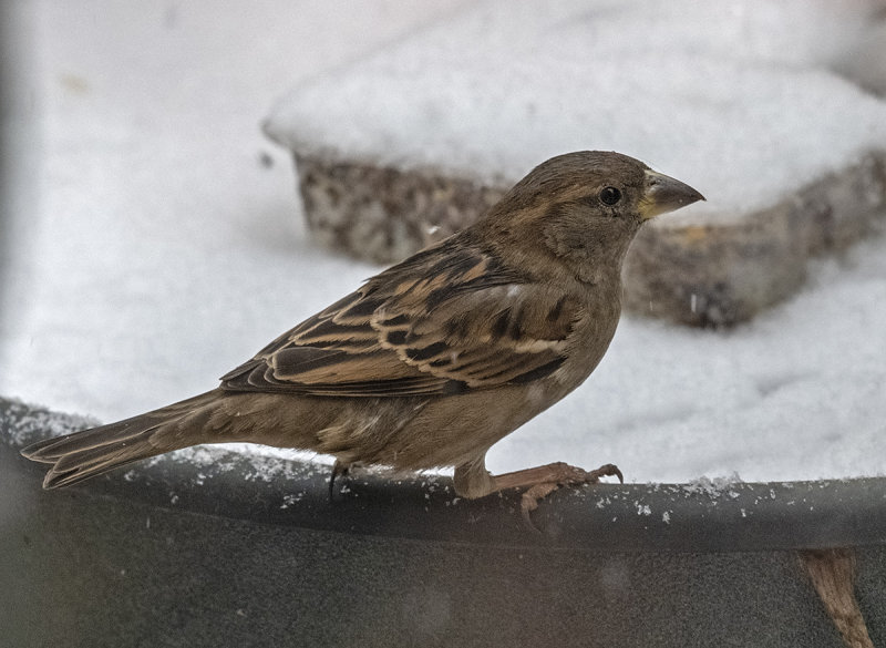 Hungry sparrow