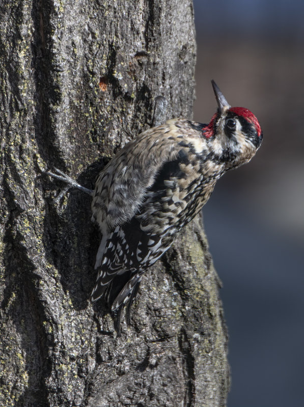 Yellow-bellied sapsucker once again