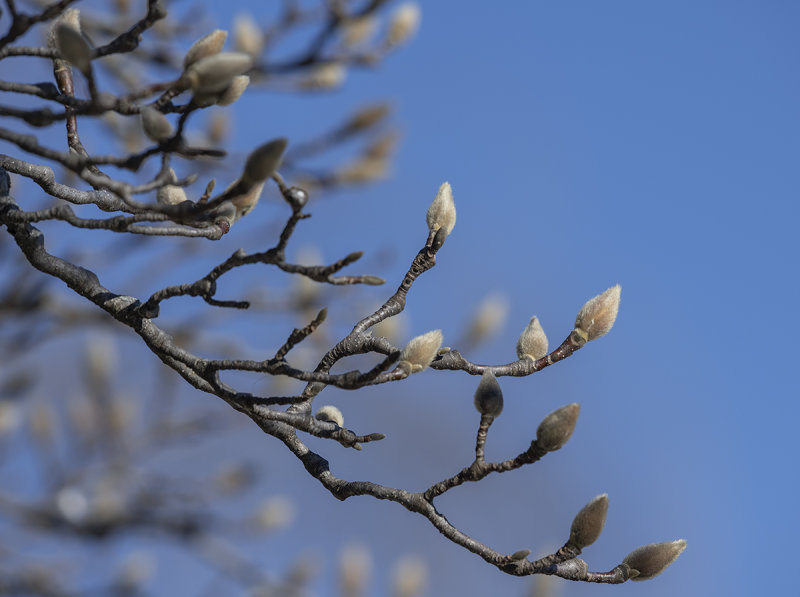 First sign of spring