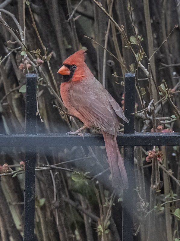 A glimpse of Mr. Cardinal
