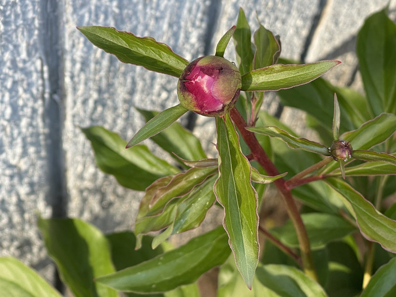 Ready to pop