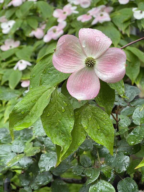 Pink dogwood