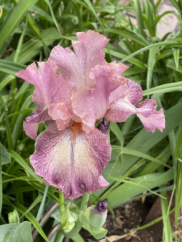 My favorite iris