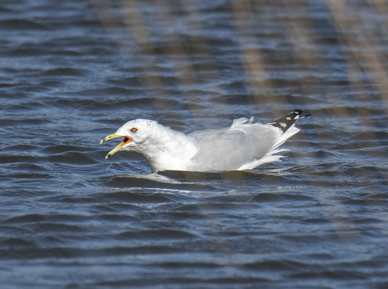 Gull through a weeping willow