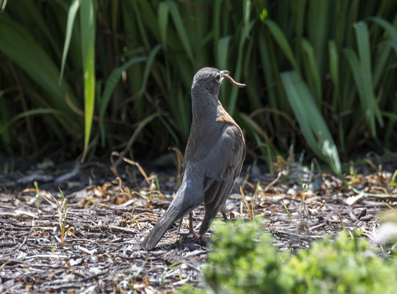 Monastery robin
