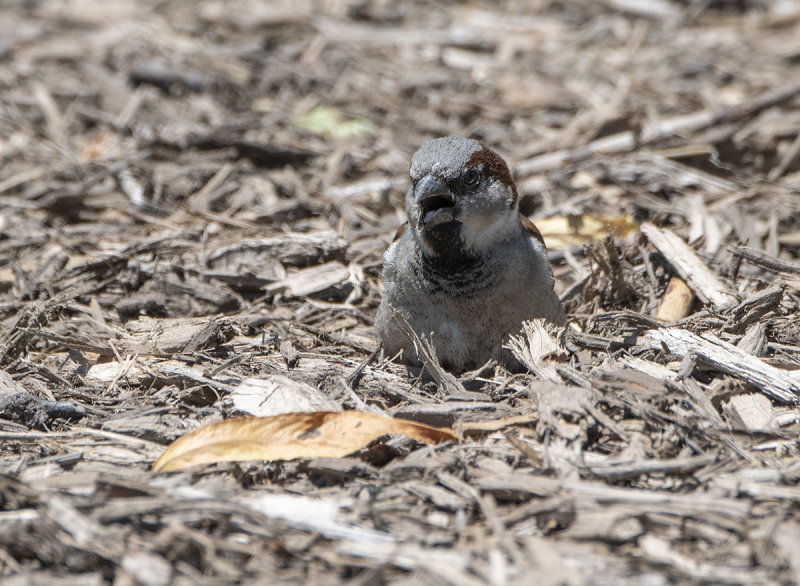 Sparrow on a hot day