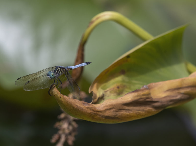 Dragonfly taking a break