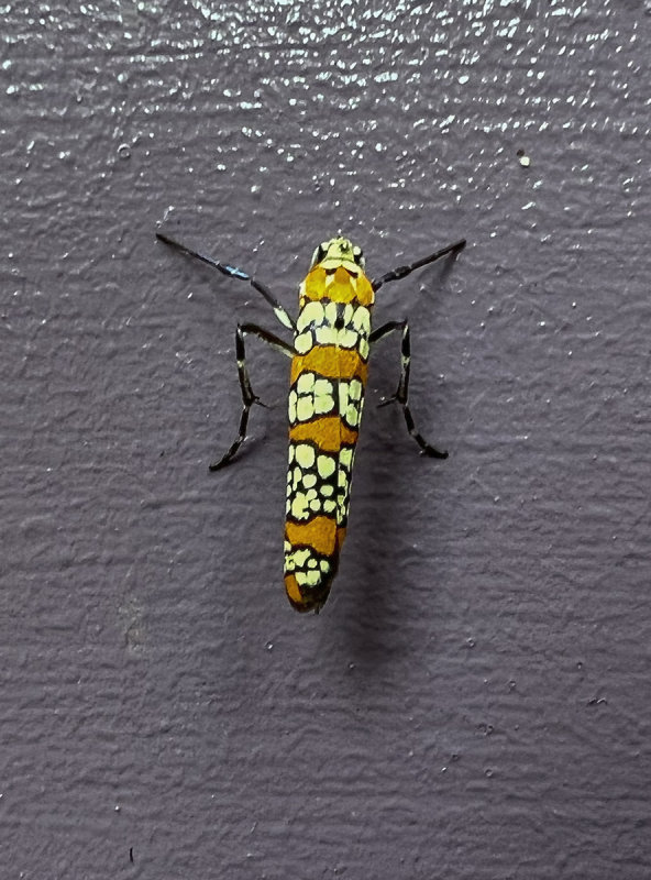 Mystery visitor