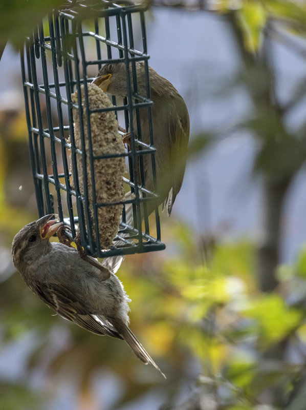 Voracious sparrows