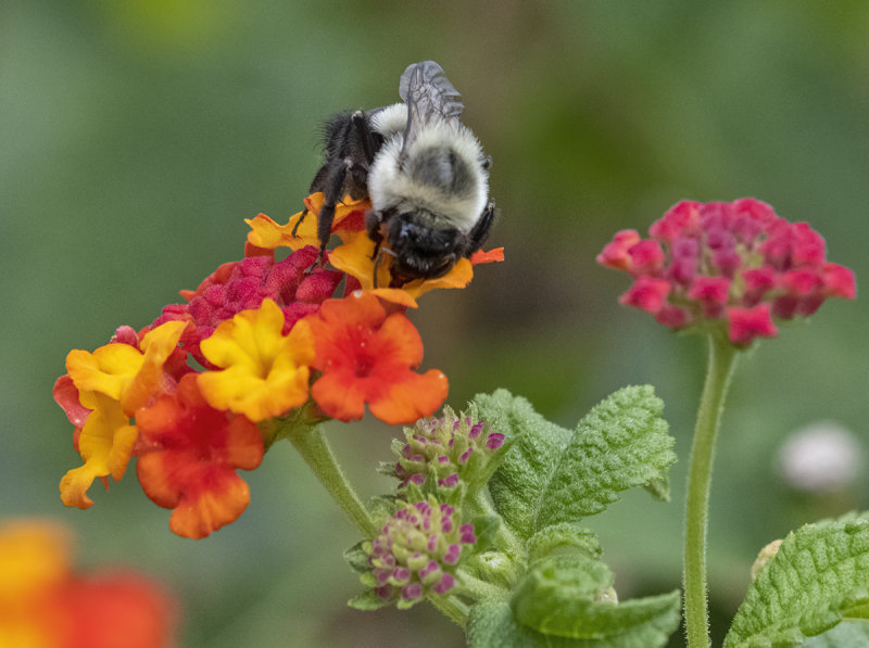 Bee and lantana