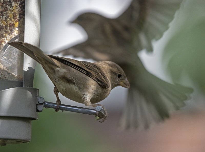 Sparrow and the ghost bird