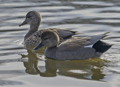 Mr. and Mrs. Gadwall