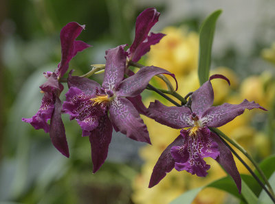 Orchids in purple and gold