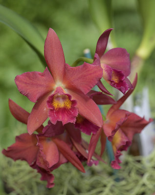 The vivid orchid
