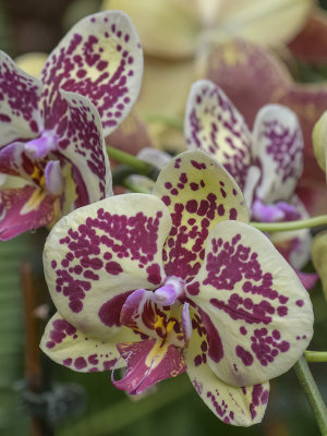 Freckled orchid