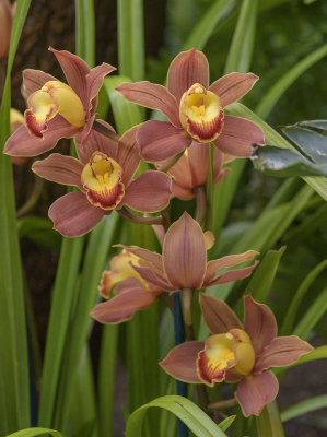 Dusky orchids
