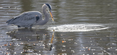 Heron reflections