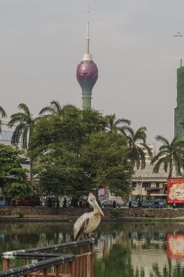 Pelican and Lotus Tower