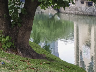 Great egret on the canal