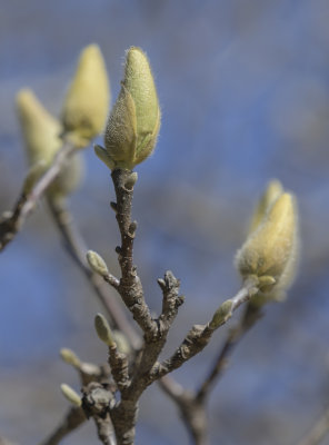 Buds in Lincoln Park