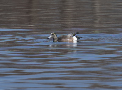 The duck with the blue bill