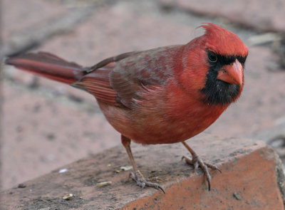 Return of the cardinal