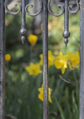The wrought iron fence