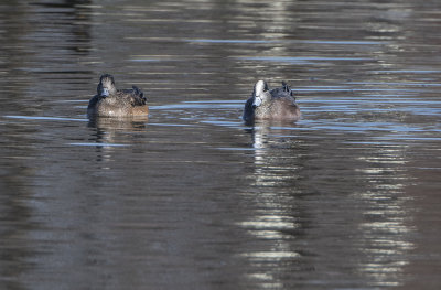 Mr. and Mrs. Wigeon