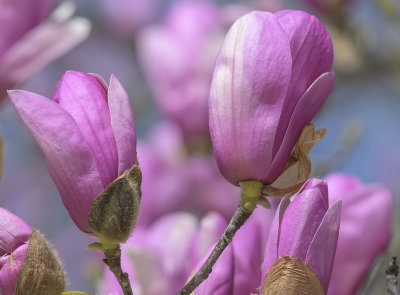 Magnolia in bloom