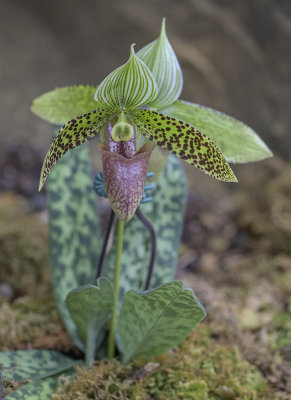 Orchids: Amazing Adaptations