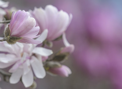 All shades of pink