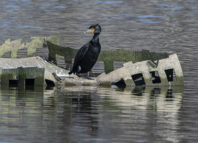 Last cormorant standing
