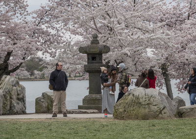 Glimpse of the Tidal Basin cherry blossoms
