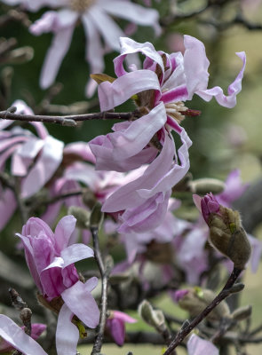 Stages of a star magnolia