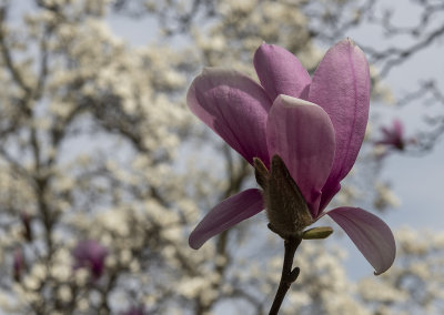 Textured magnolia