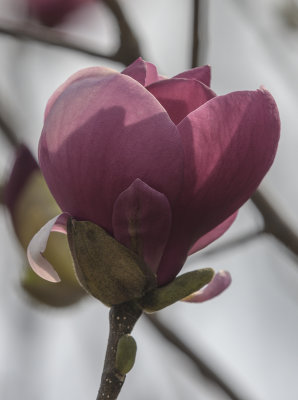 Spring Blossoms at the National Arboretum