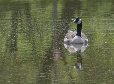 Reflections