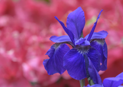 'Wild' iris