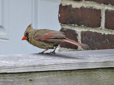 The return of Mrs. Cardinal