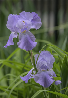 Jaunty iris