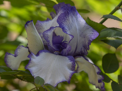 Backyard iris