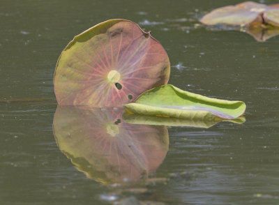 The duck-head lily pad