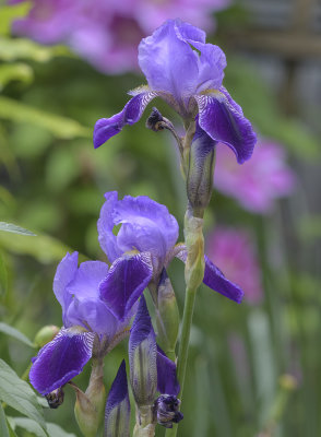 Straight-up iris