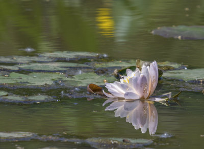 Spring Visit to Kenilworth Aquatic Gardens