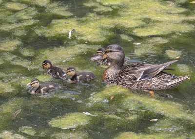 The duck family