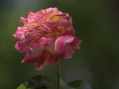 Lone rose